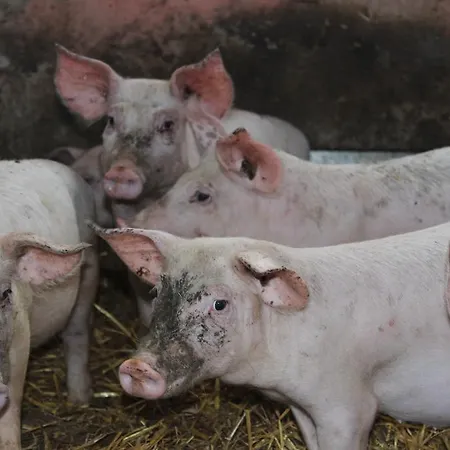 农家乐 Societa Agricola F.lli Angelucci