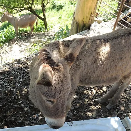 Società Agricola F.lli Angelucci Alloggio per agriturismo *