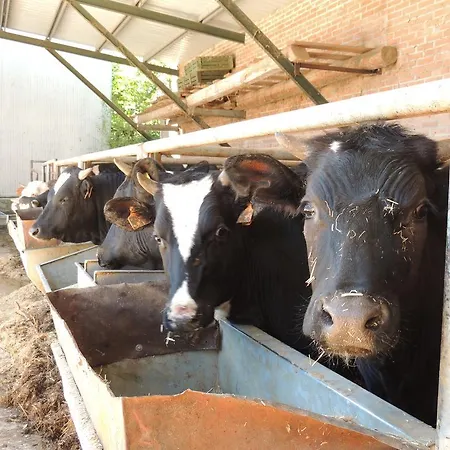 农家乐 Societa Agricola F.lli Angelucci 卡纳拉