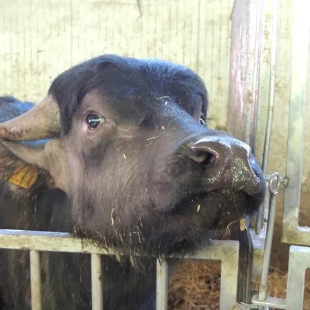 Alloggio per agriturismo Società Agricola F.lli Angelucci Cannara