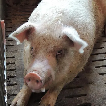 Societa Agricola F.lli Angelucci *