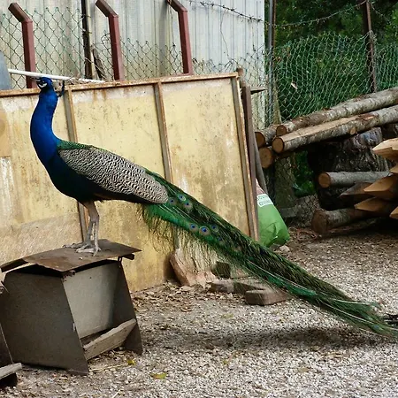 Societa Agricola F.lli Angelucci * 卡纳拉