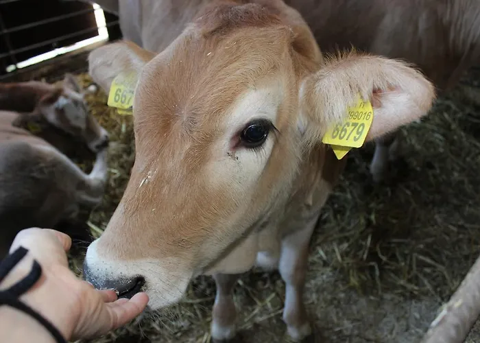 Farm stay Societa Agricola F.lli Angelucci *