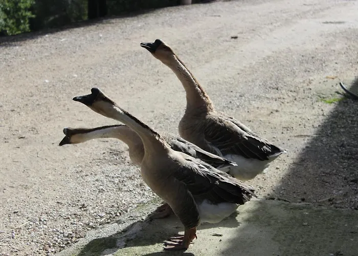 Farm stay Societa Agricola F.lli Angelucci Cannara
