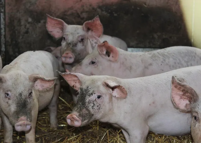 Farm stay Societa Agricola F.lli Angelucci