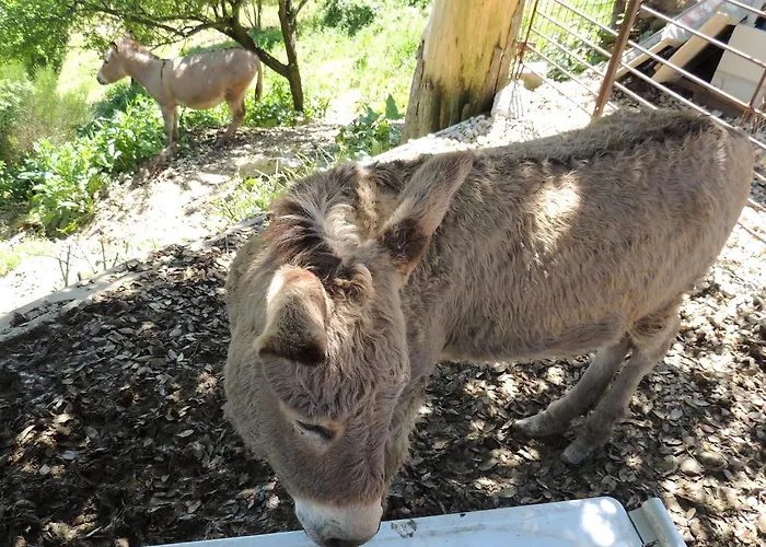 Societa Agricola F.lli Angelucci Farm stay *