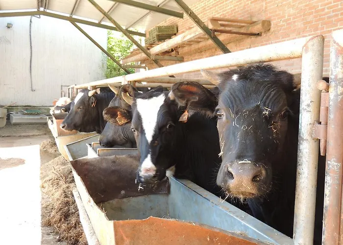 Farm stay Societa Agricola F.lli Angelucci Cannara