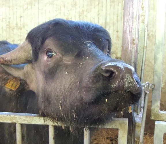 Farm stay Societa Agricola F.lli Angelucci Cannara