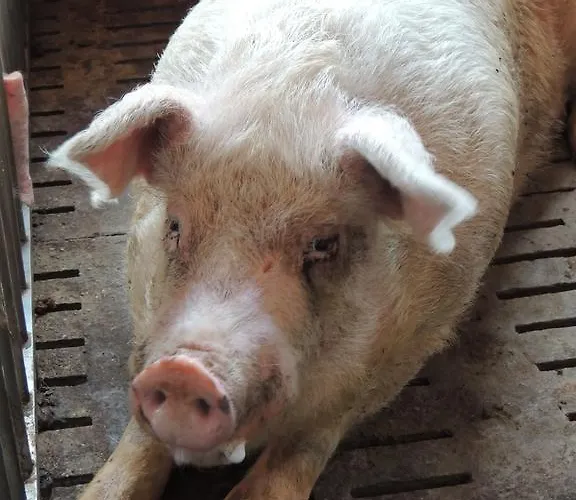 Societa Agricola F.lli Angelucci *