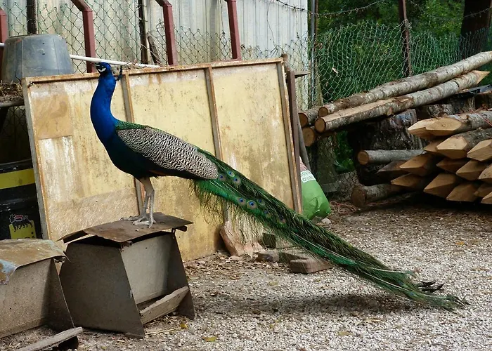 Societa Agricola F.lli Angelucci * Cannara