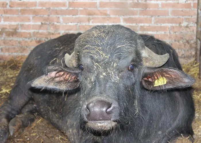 Societa Agricola F.lli Angelucci Farm stay Cannara